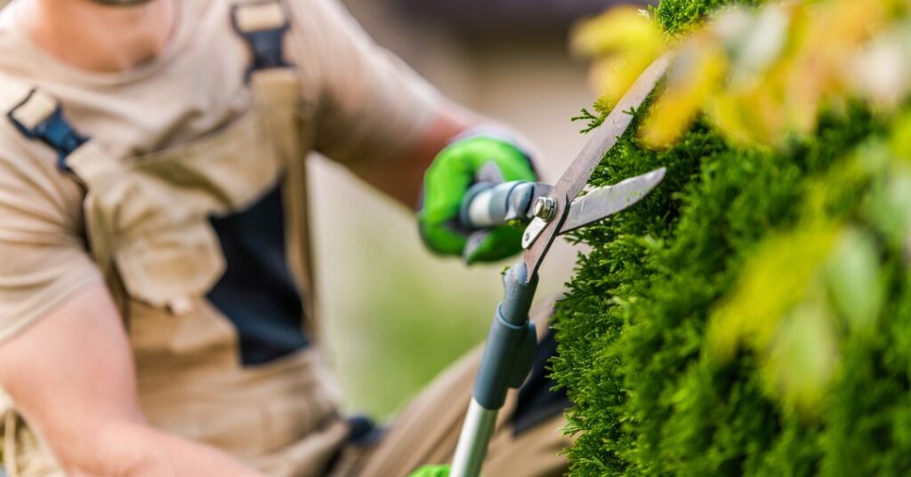 poda e plantio em Caxias do Sul